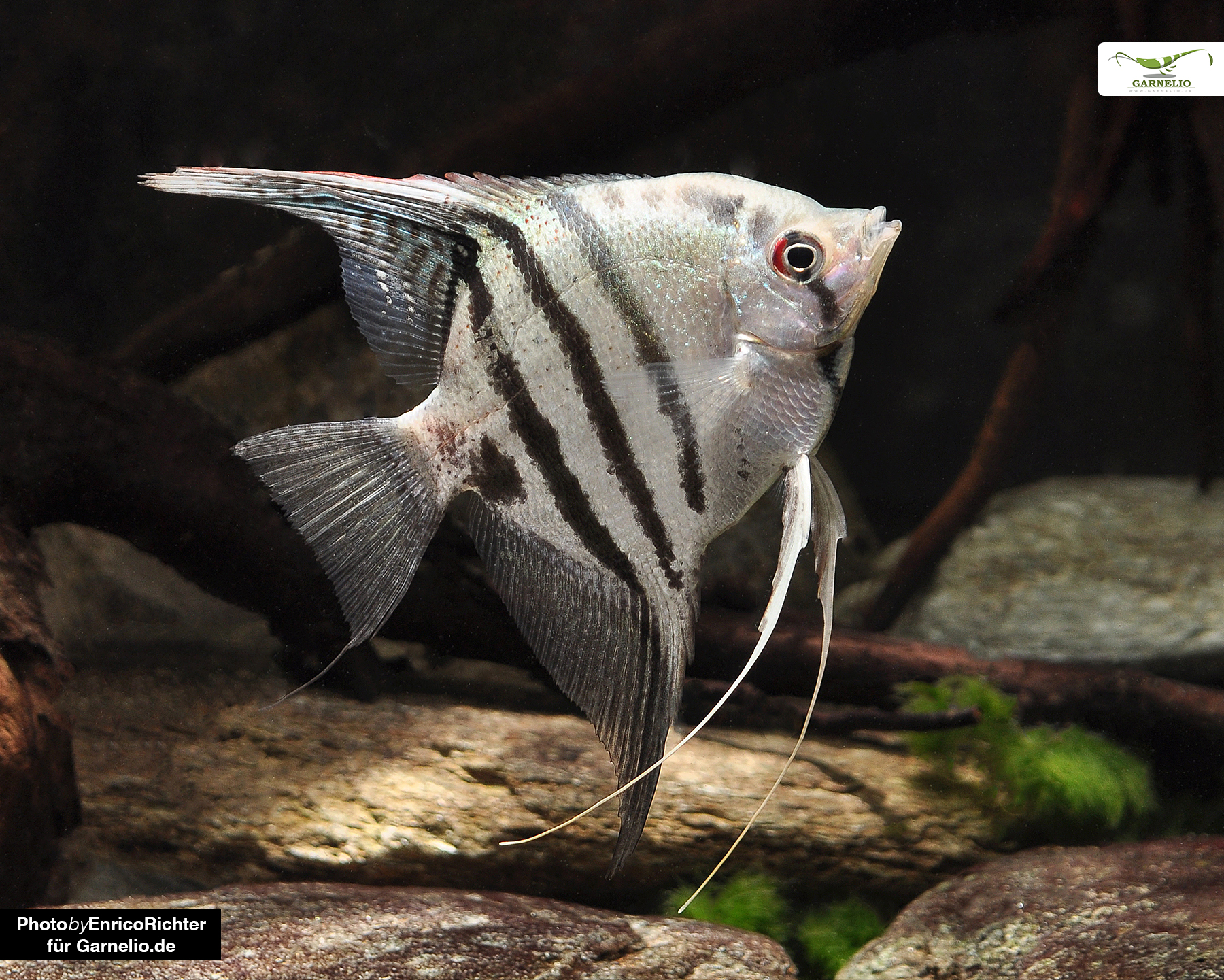 Zebra Angelfish (Pterophyllum scalare)